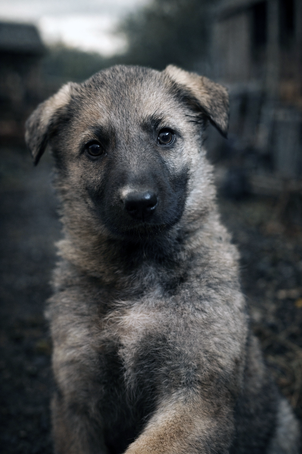 German Shepherd Puppies, black, silver, white